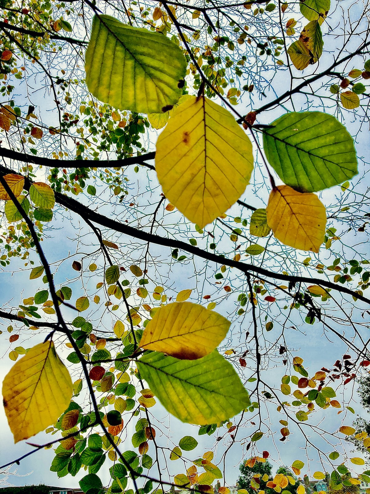 Autumn leaves on a tree