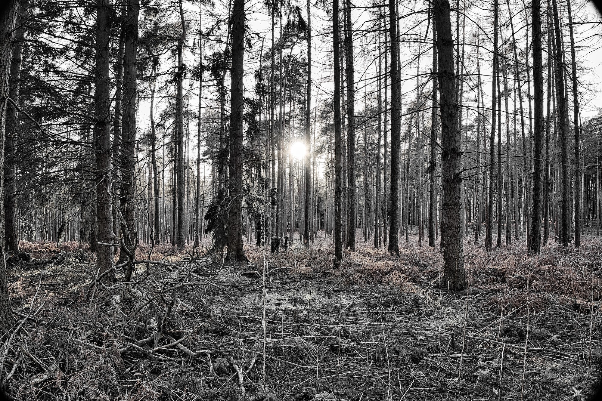 low inter sun through a birch forest