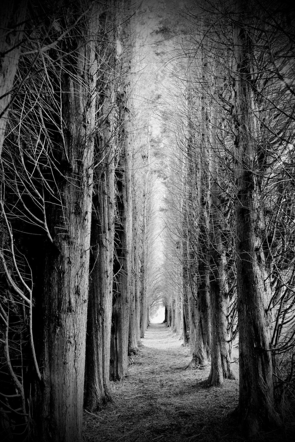 Dark avenue of trees leding to a light in the distance. Black and white