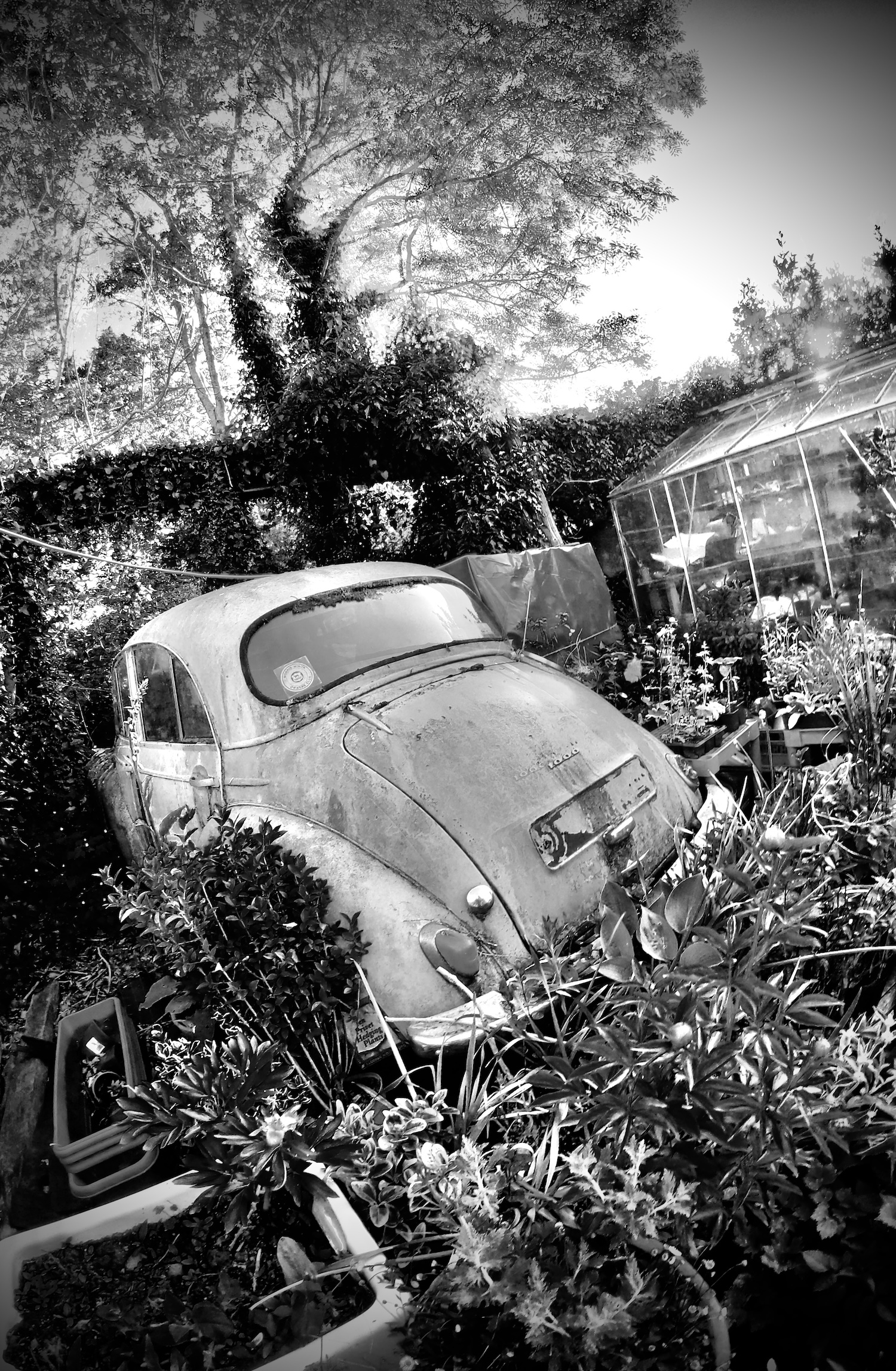 Derelict Morris Minor car hlf enveloped by a hedge. Black and white