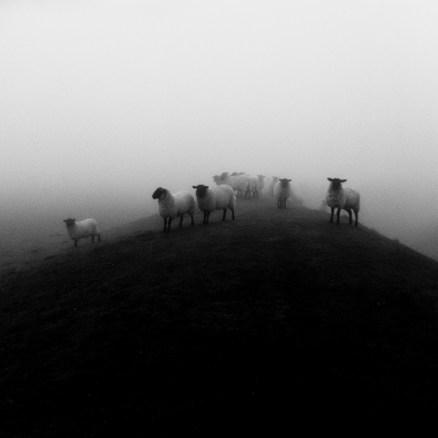 black and white photograph of sheep in Uffington Hill ancient fort in the predawn mist