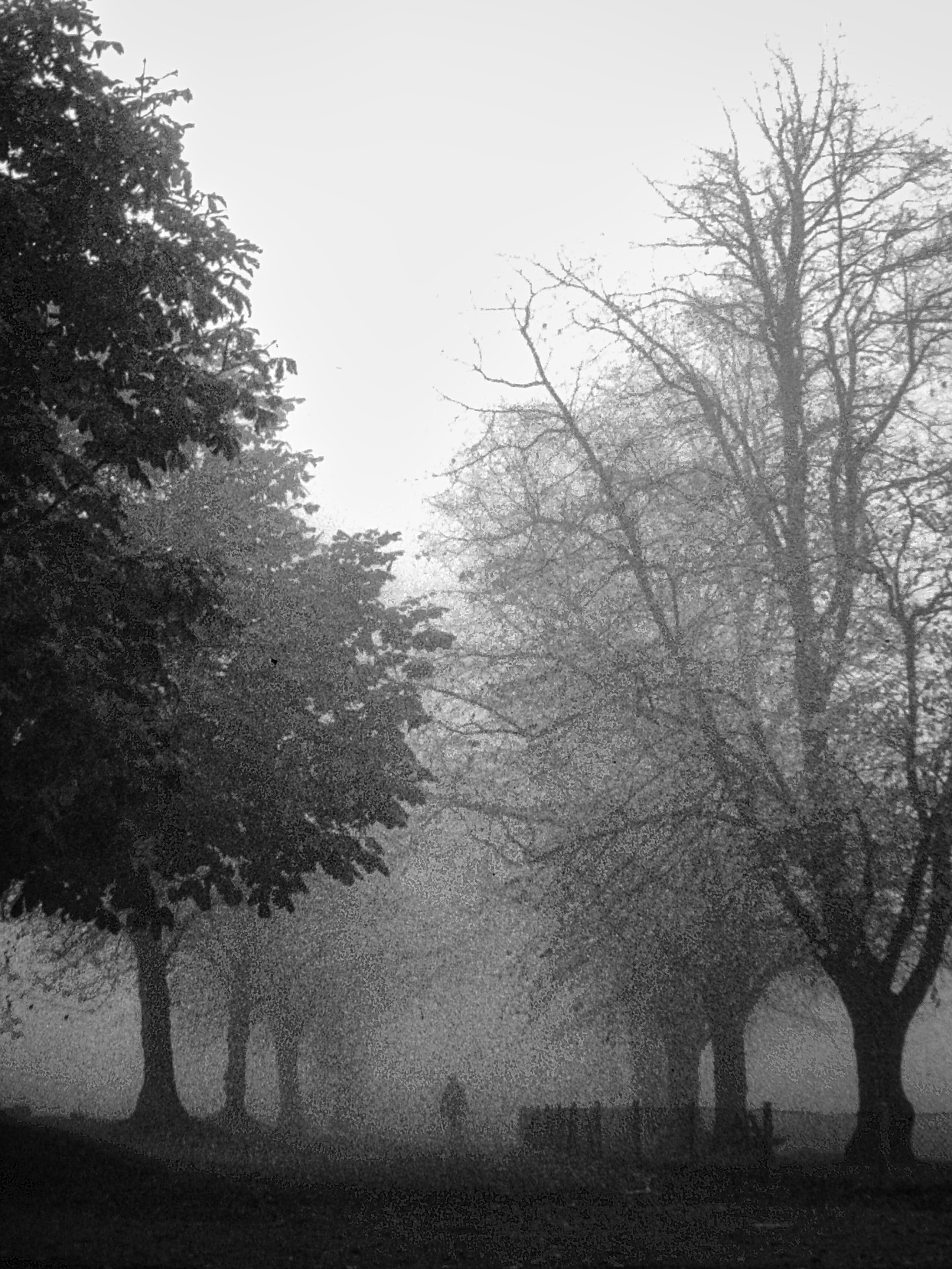 cyclist dimly visible in mist between avenue of trees, black and white