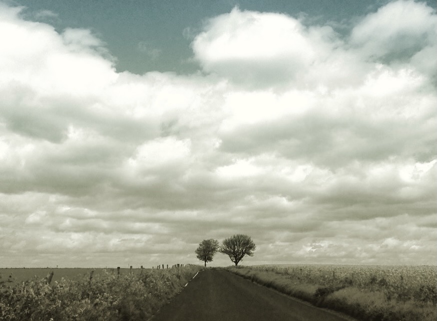 Two trees aside a hill top road. The Ridgeway, Oxfordshire