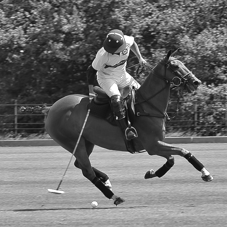 Polo rider addressing the ball