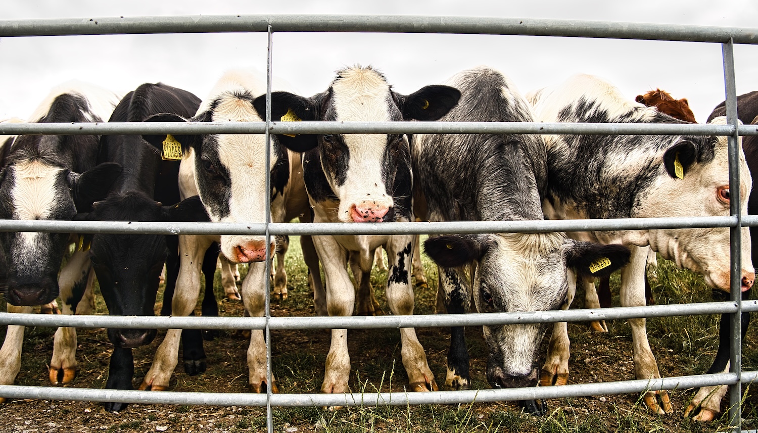 fiesty bullocks waiting at a farm gate