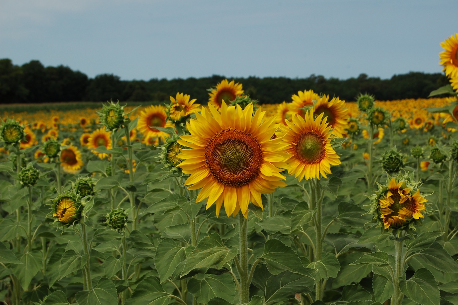 field of sunflowers