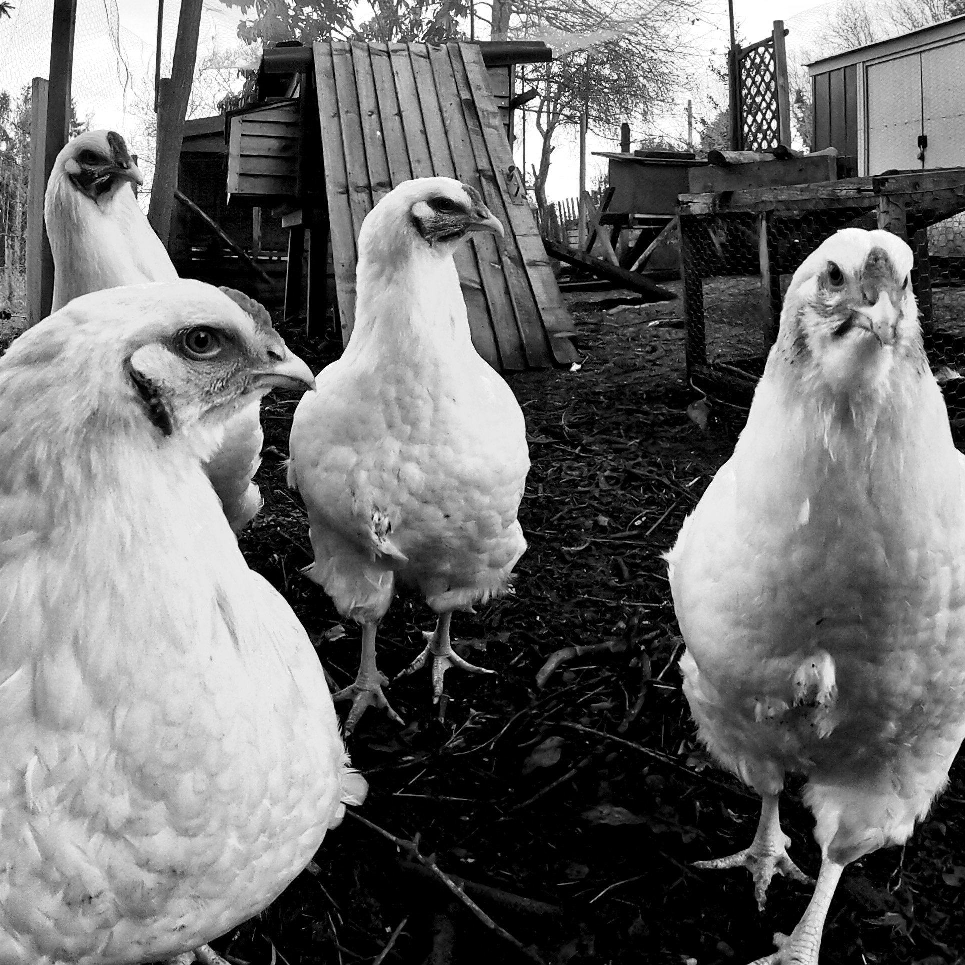 three chickens staring at a fourth chicken
